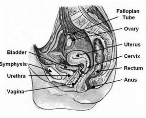 Vagina Anatomy