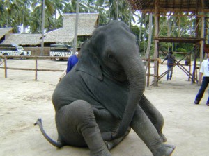 masturbating elephant