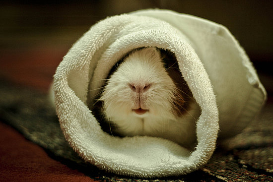 cute-animal-blanket-9