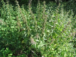 a large clump of green stinging nettles