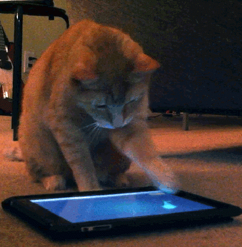Consumerist cat: this is not what meaningful feedback looks like.