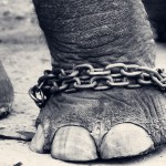 Leg_of_a_chained_elephant