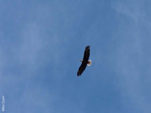 05j_bald-eagle-soaring