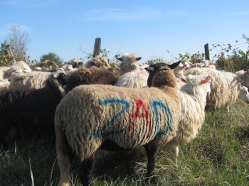sivens - sheep