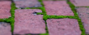 Green-Moss-and-Red-Bricks-669x272