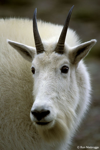     A mountain goat – there’s no evidence Uncle George has ever had sex with one of these although we think he may have one doing his PR.