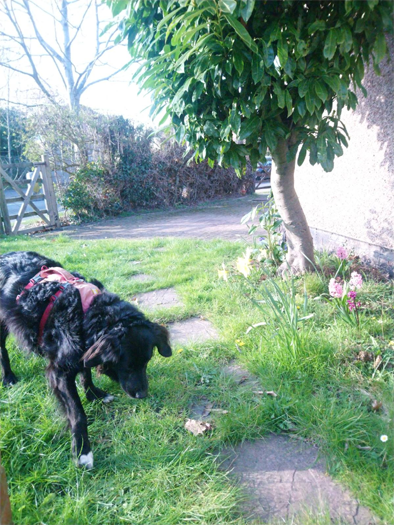 Poppy the dog investigating the garden