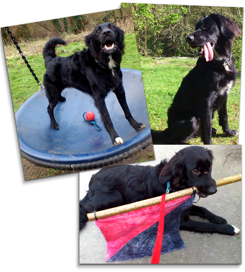 3 images of Poppy the collie-cross. One on a swing, another with a lolling tongue, and a third when younger and carrying a flag.